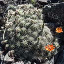 Image de Echinocereus salm-dyckianus Scheer