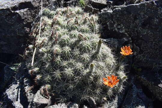 Echinocereus salm-dyckianus Scheer的圖片