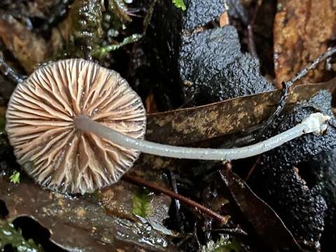 Imagem de Entoloma aromaticum E. Horak 1973