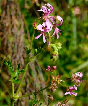 Image of Pelargonium sublignosum Knuth