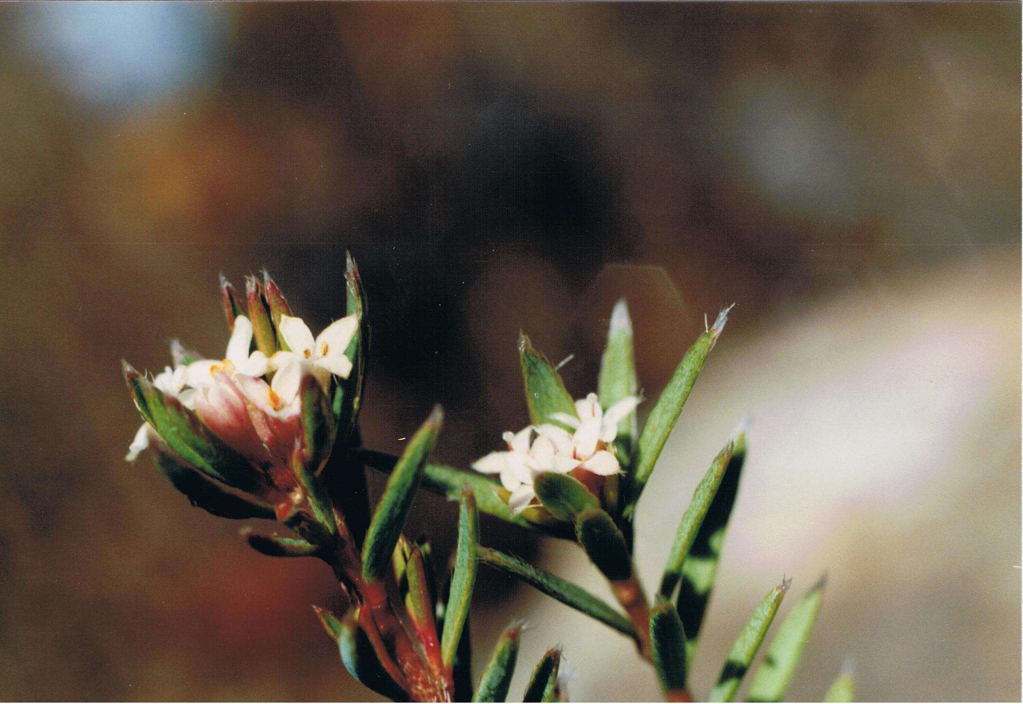 Image of Pimelea suteri T. Kirk