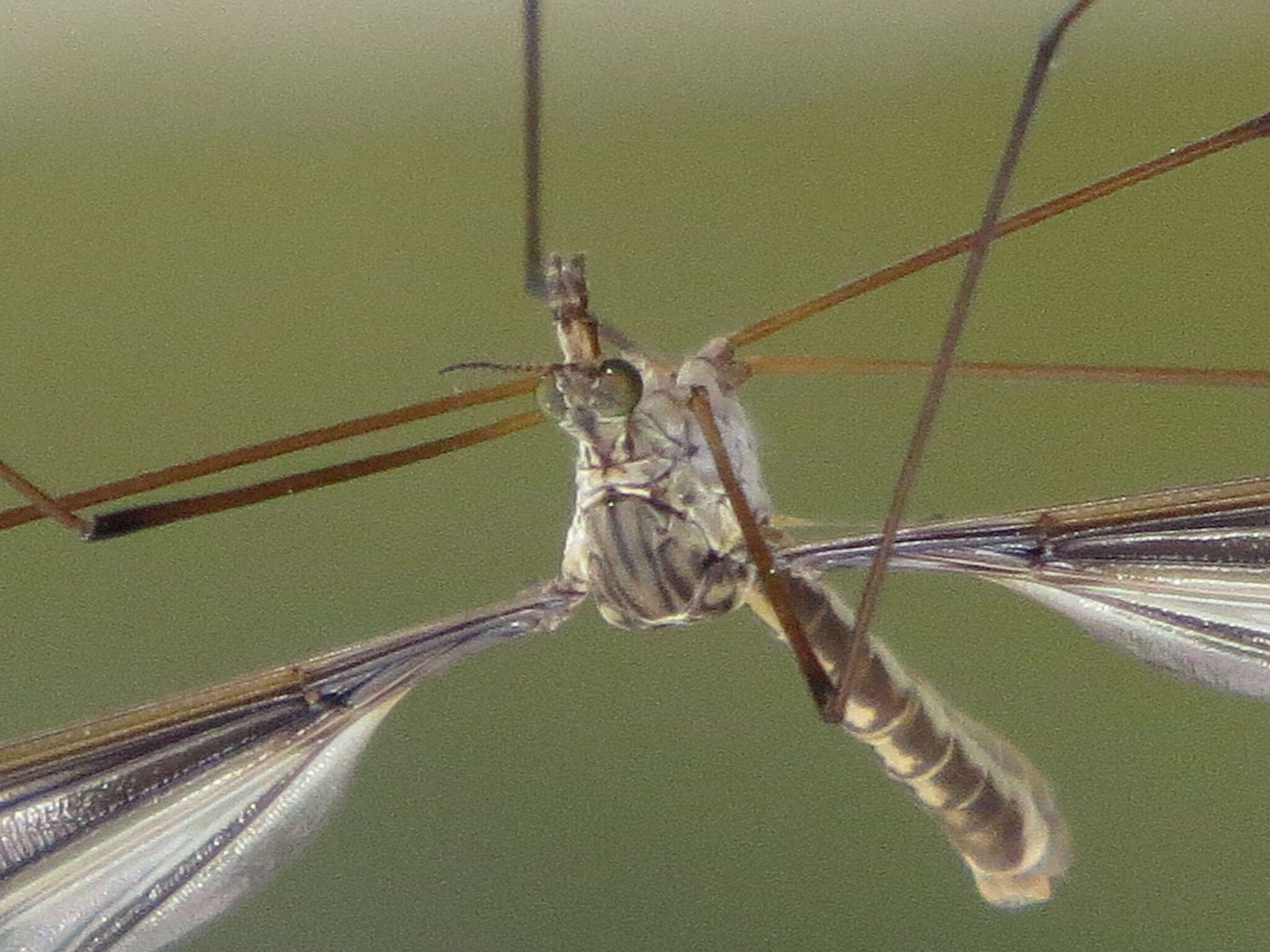 Image of Tipula (Yamatotipula) caloptera Loew 1863
