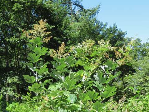 Image of macleaya