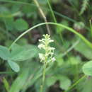 Image of Platanthera ussuriensis (Regel) Maxim.
