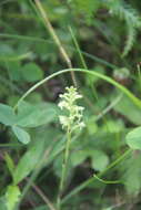 Plancia ëd Platanthera ussuriensis (Regel) Maxim.