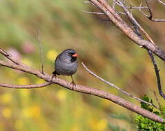 Image of Black-chinned Sparrow