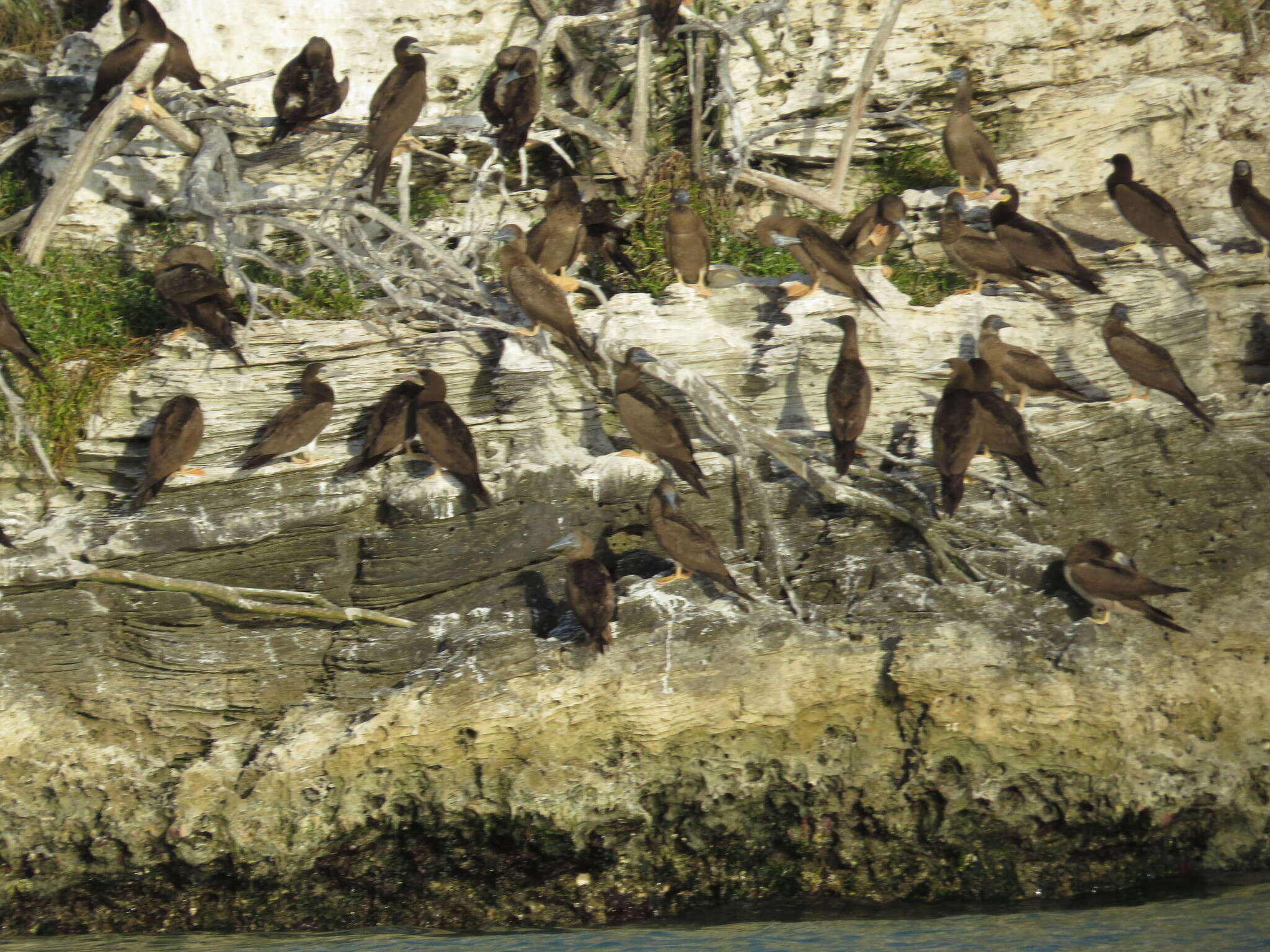 Image of Brown Booby