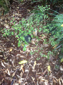 Image of Coprosma arborea Kirk