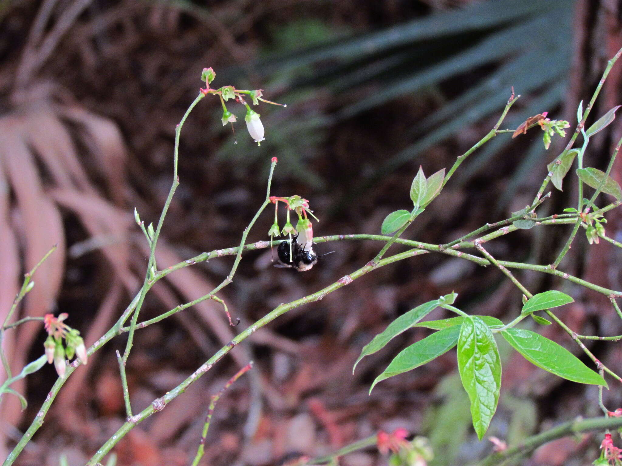 Image of Blueberry Habropoda