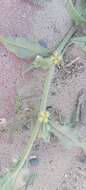 Image of Gastrocotyle hispida (Forsk.) Bunge