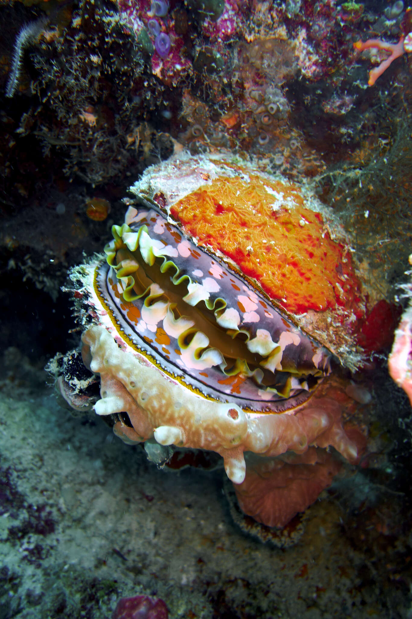 Image of Thorny oyster