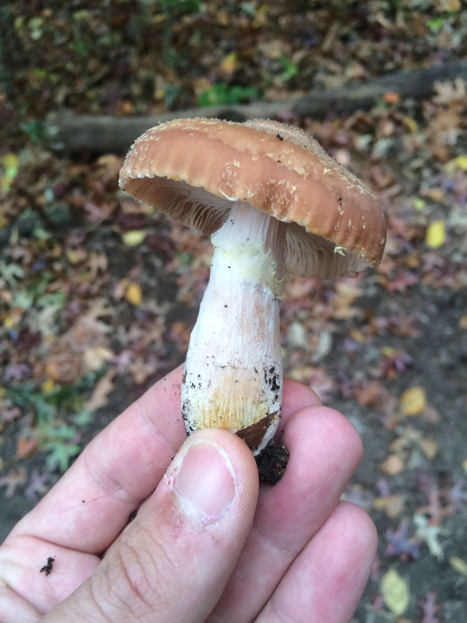 Image of Armillaria gallica Marxm. & Romagn. 1987