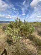 Image of Leucadendron lanigerum Buek ex Meissn.