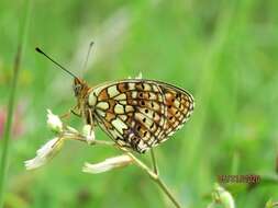 Image of Twin-spot Fritillary