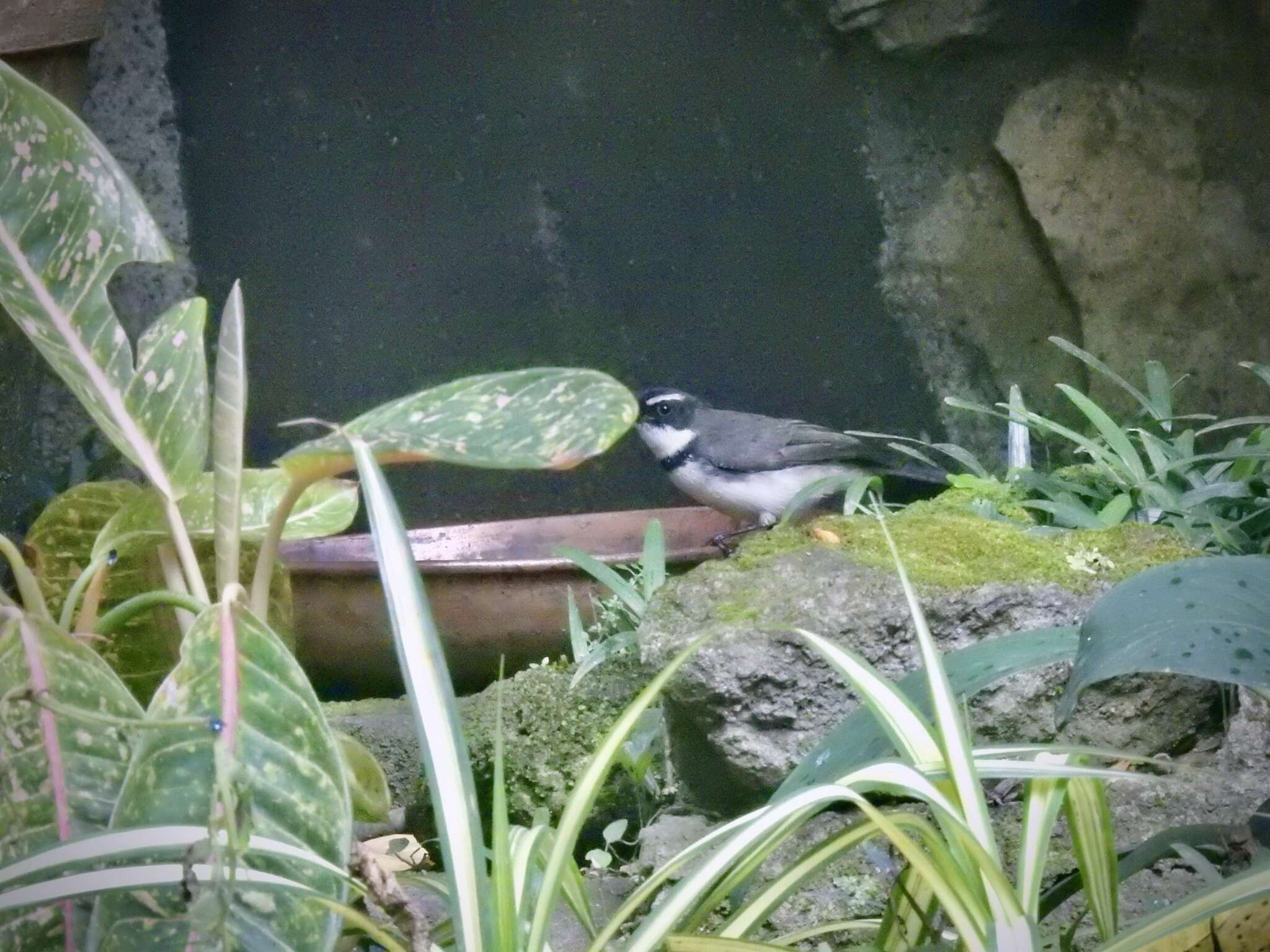 Image of Philippine Pied Fantail