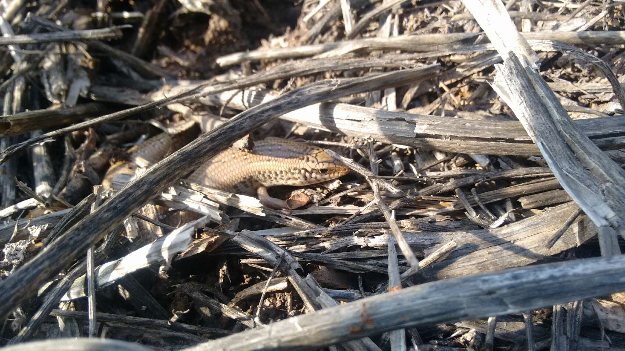 Image of Ocellated Bronze Skink