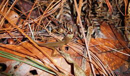 Image of Meyer's Anole