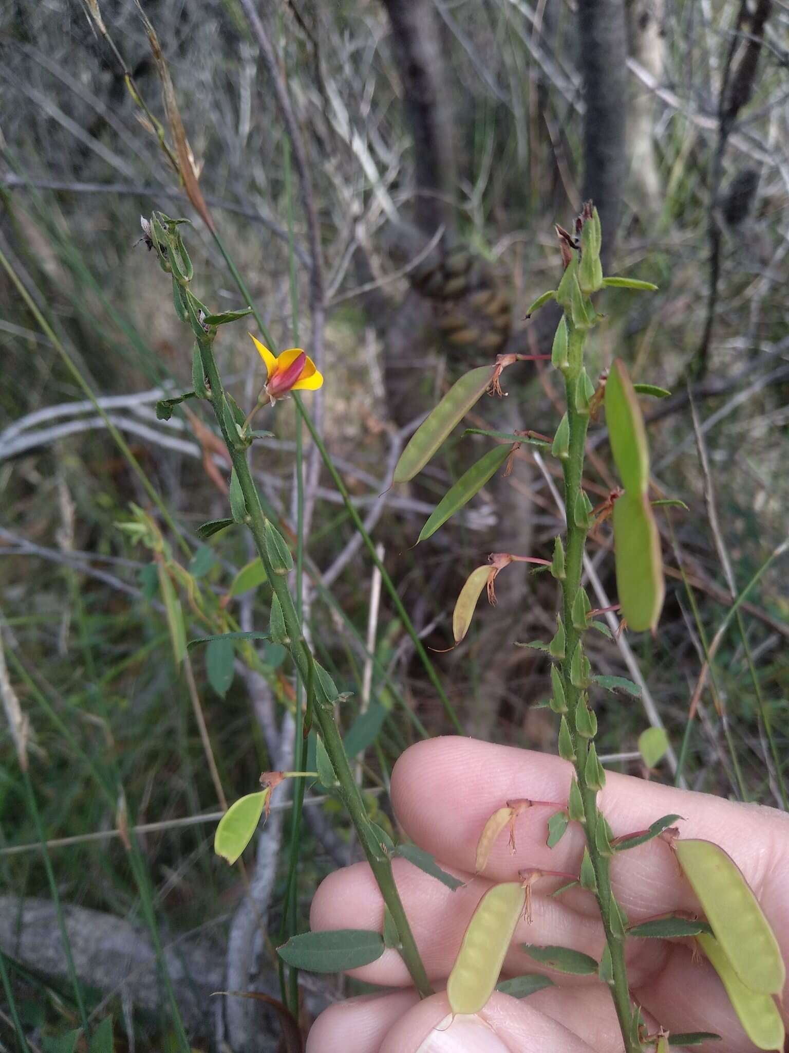 Sivun Bossiaea stephensonii F. Muell. kuva