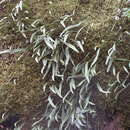 Lepisorus albertii (E. Regel) Ching resmi