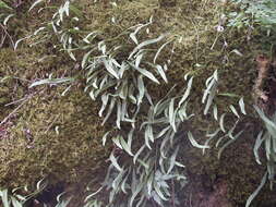 Image of Lepisorus albertii (E. Regel) Ching