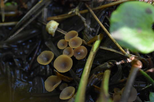 صورة Sclerotinia veratri E. K. Cash & R. W. Davidson 1933