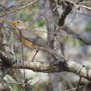 Turdus libonyana peripheris Clancey 1952 resmi