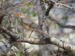 Turdus libonyana peripheris Clancey 1952的圖片