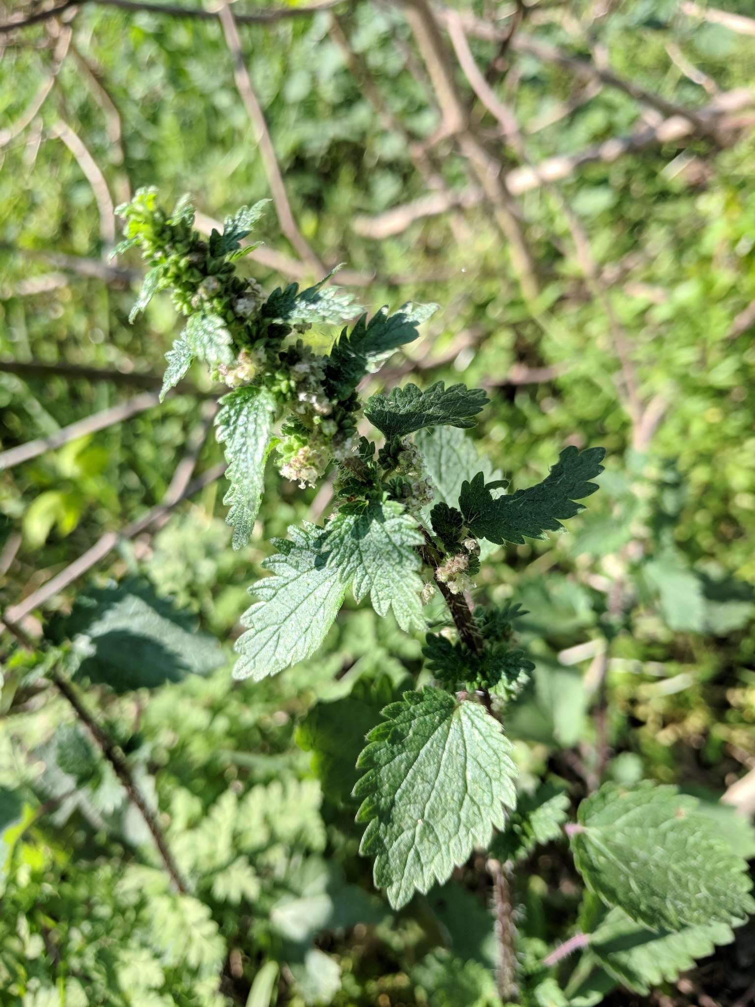 Image of heartleaf nettle