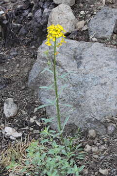 Image of sanddune wallflower