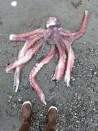Image of Giant octopus