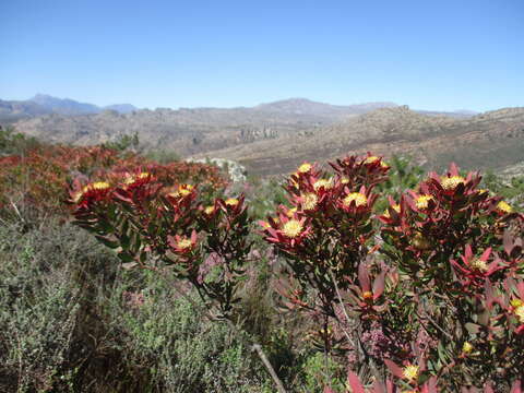 Image of Leucadendron glaberrimum subsp. erubescens I. J. M. Williams