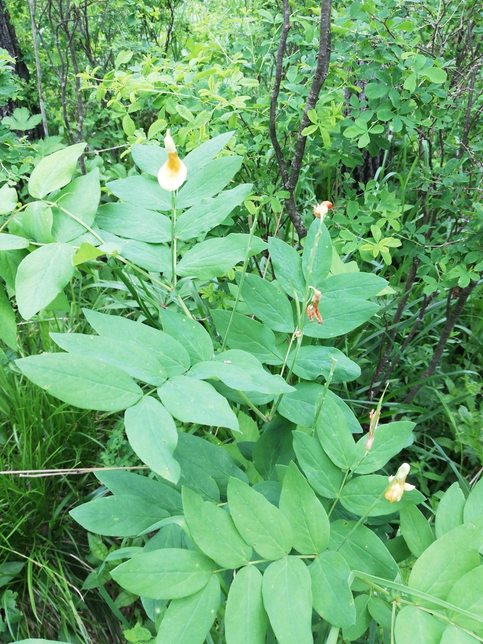 Lathyrus gmelinii Fritsch resmi