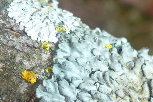 Image of wreath lichen