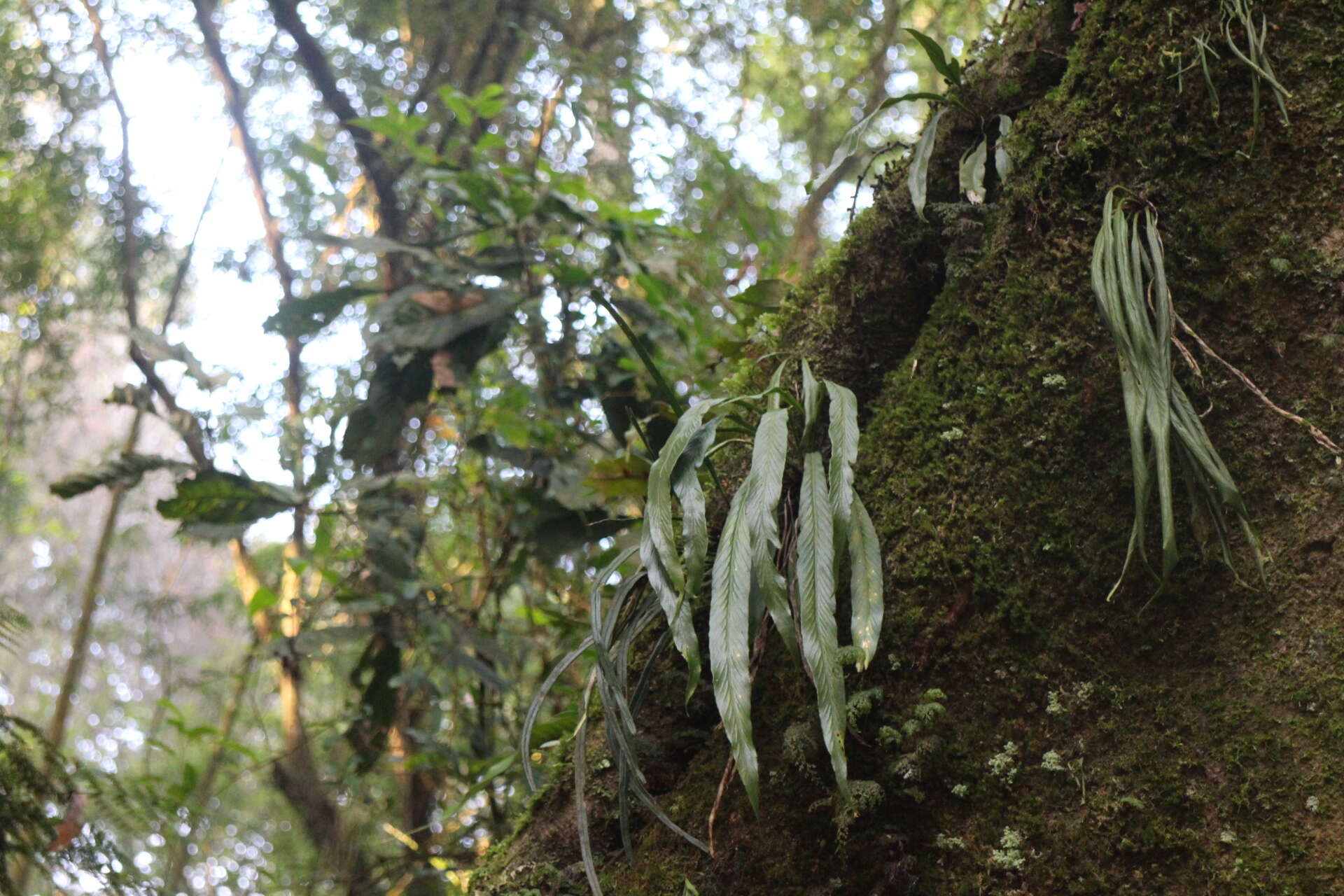 Imagem de Asplenium ensiforme Wall.