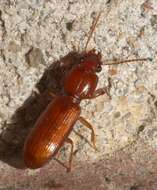 Image de Clivina (Clivina) planicollis Le Conte 1857