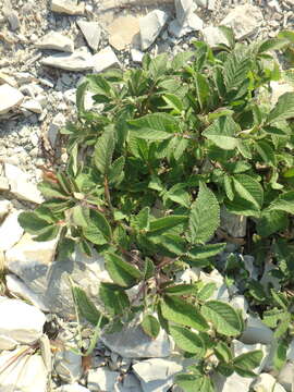 Image of Salvia ringens Sm.