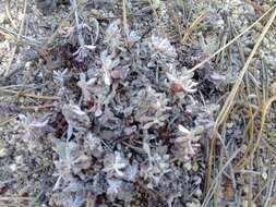 Image of Eriogonum wrightii var. oresbium J. L. Reveal