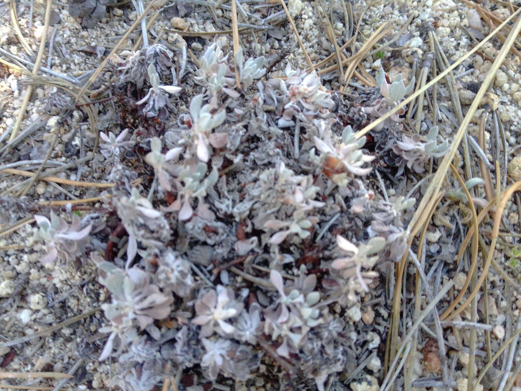 Image of Eriogonum wrightii var. oresbium J. L. Reveal