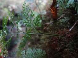 Imagem de Hymenophyllum pluviatile Perrie & Brownsey