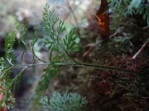 Image of Hymenophyllum pluviatile Perrie & Brownsey