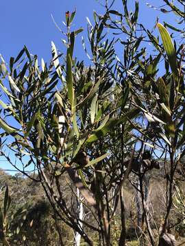 Image of Hakea dactyloides (Gaertn. fil.) Cav.