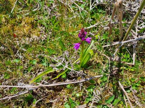 Image de Orchis mascula subsp. scopulorum (Summerh.) H. Sund. ex H. Kretzschmar, Eccarius & H. Dietr.