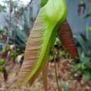 Image of Vatairea macrocarpa (Benth.) Ducke