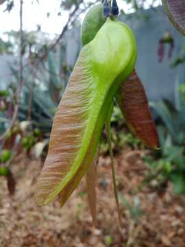 Sivun Vatairea macrocarpa (Benth.) Ducke kuva