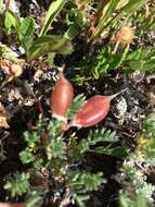 Image of stalkpod locoweed