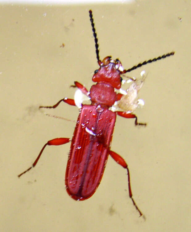 Image of Red Flat Bark Beetle