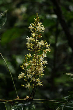 Plancia ëd Quassia africana (Baill.) Baill.