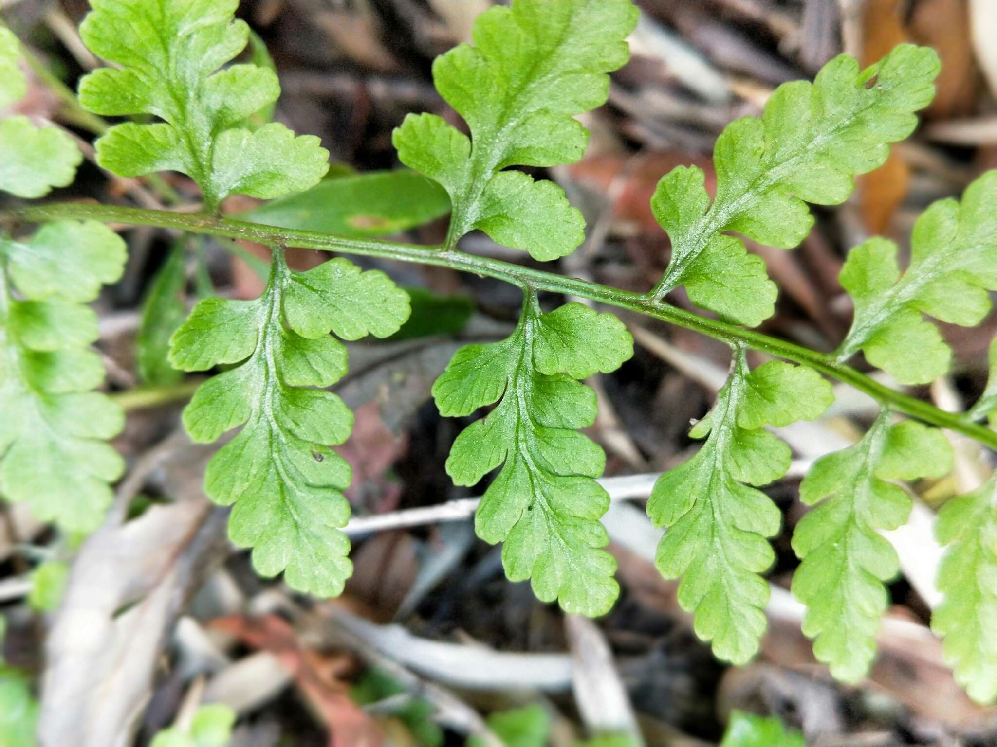 Image of Athyrium anisopterum Christ