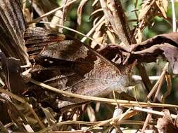 Image of Lasiophila piscina Thieme 1902