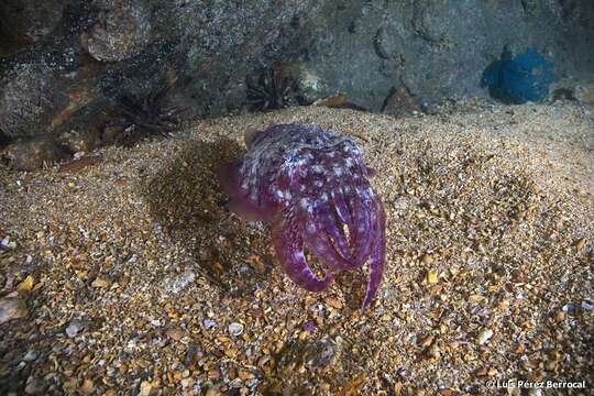 Image of Giant African cuttlefish